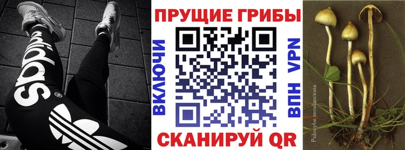 Галлюциногенные грибы GOLDEN TEACHER Медвежьегорск